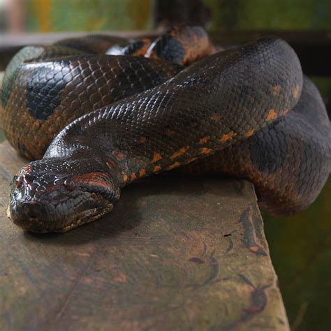 Anaconda Wild brabet